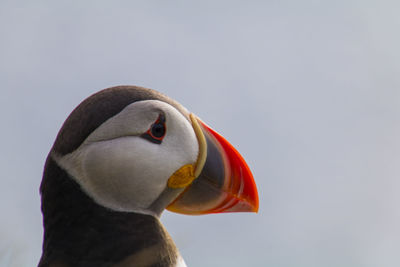 Close-up of a bird