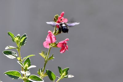 Close-up of insect on flowers