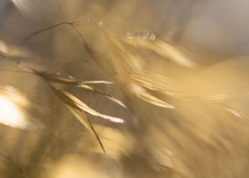 Close-up of feather against blurred background