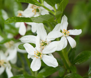 Close-up of white flowers blooming outdoors