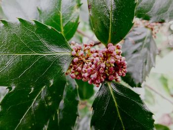 Close-up of plant