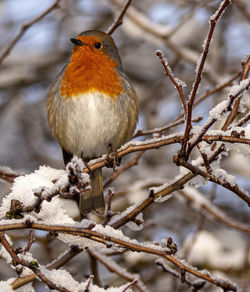 Bird perching on tree