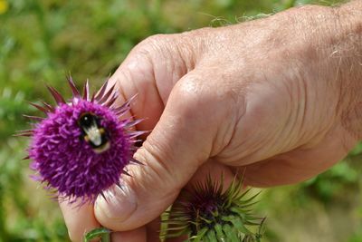 Close-up of hand holding purple flower