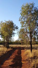 Road amidst trees against clear sky