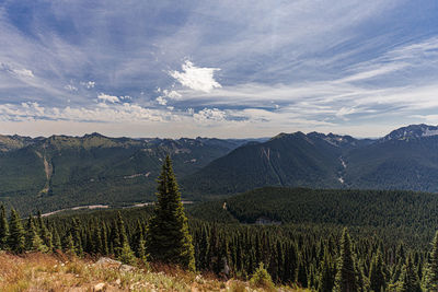 Pine trees on landscape against sky