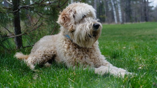 View of a dog relaxing on field