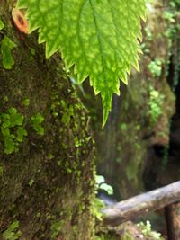 Close-up of tree trunk in forest