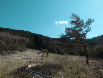 Scenic view of trees growing on field against sky