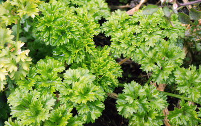 High angle view of flowering plant on field