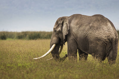 Elephant in a field