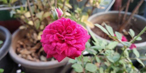 Close-up of pink flower pot