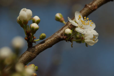 Close-up of cherry blossoms in spring