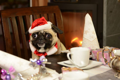 Close-up of dog with illuminated christmas lights on table