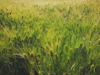 Plants growing on field