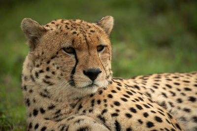 Cheetah looking away while relaxing in forest