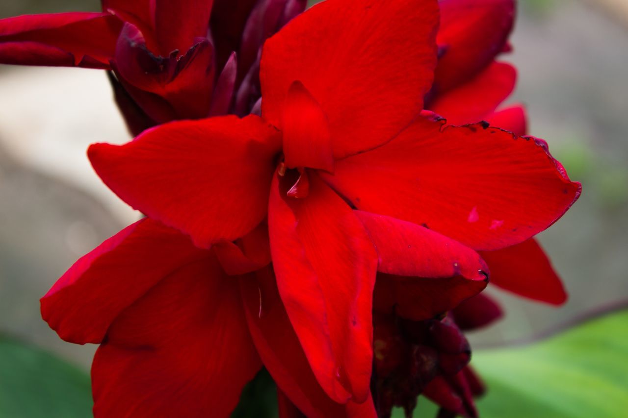 Red canna