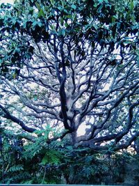 Low angle view of trees