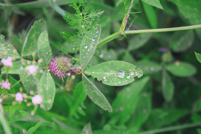 Close-up of wet plant during rainy season