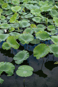 High angle view of leaves floating on water