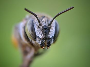 Close-up of insect