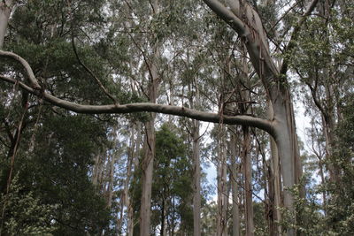 Low angle view of trees in forest against sky