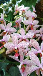 Close-up of pink flowering plants