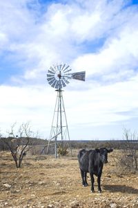 Angus cattle and traditional windmill on field against sky