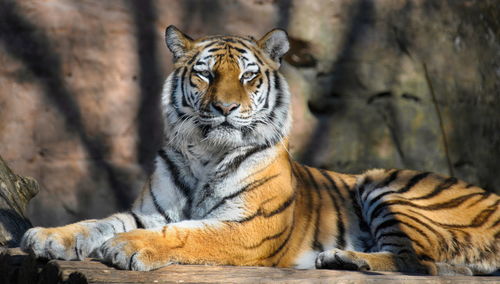 Close-up of tiger