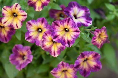 Close-up of purple flowering plants