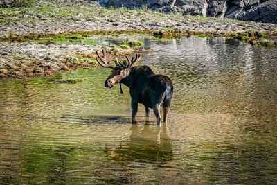 Deer in a lake