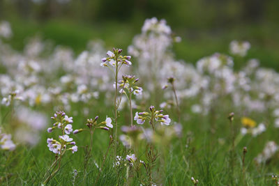 Close-up of purple flowering plant on field