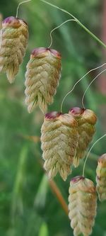 Close-up of flowering plant against blurred background