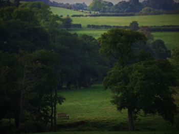 Trees on grassy field