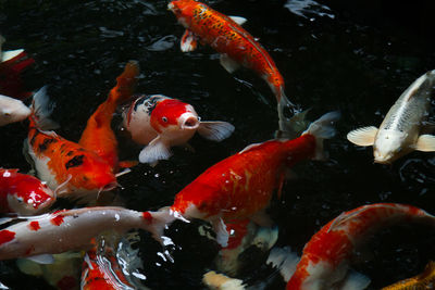 View of koi carps swimming in pond