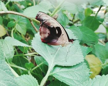 Close-up of butterfly on leaf