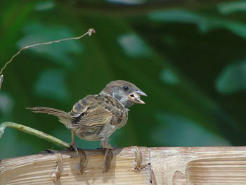 Close-up of bird perching on wood