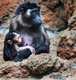 Monkeys sitting on rock