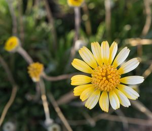 Close-up of yellow flower blooming outdoors