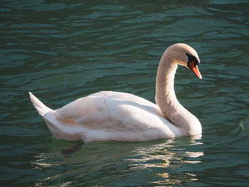 Swan swimming in lake