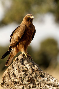 Close-up of eagle perching on rock