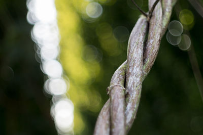 Close-up of white flower tree