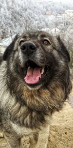 Close-up of dog looking away