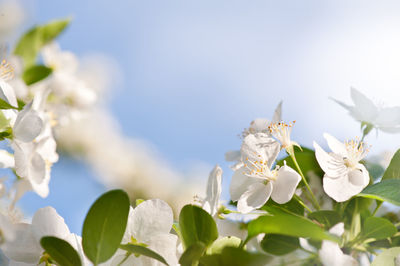 Close-up of white flowers blooming outdoors