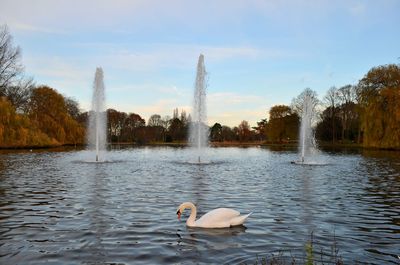 View of swans swimming in lake