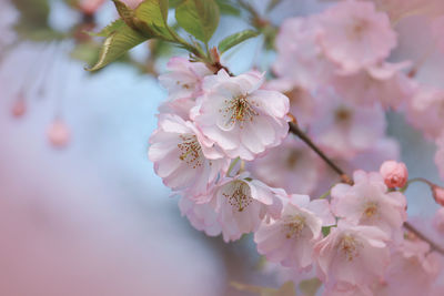 Close-up of pink cherry blossoms