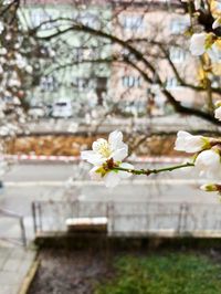 Close-up of white cherry blossoms