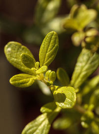 Close-up of flower buds growing outdoors