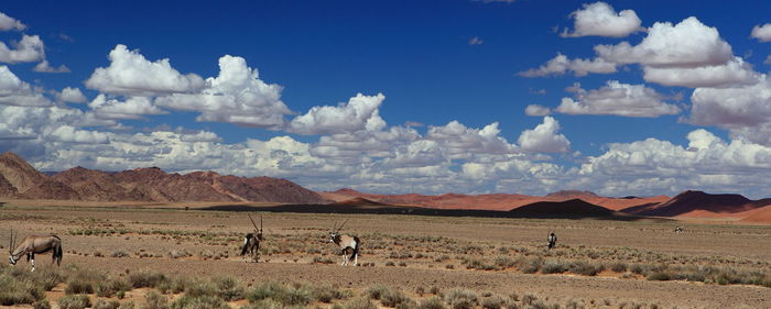 Oryx on landscape against blue sky