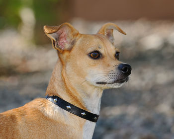 Close-up of dog looking away outdoors