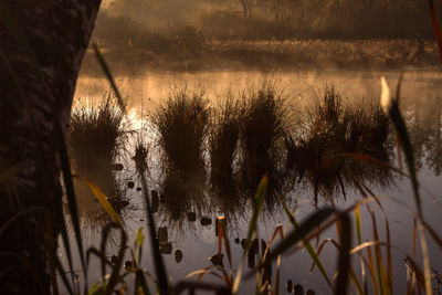 Close-up of plants growing on field against sky